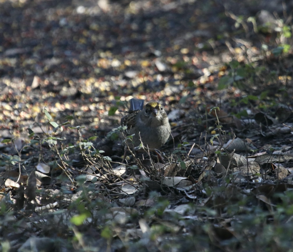 Chingolo Coronidorado - ML645906482