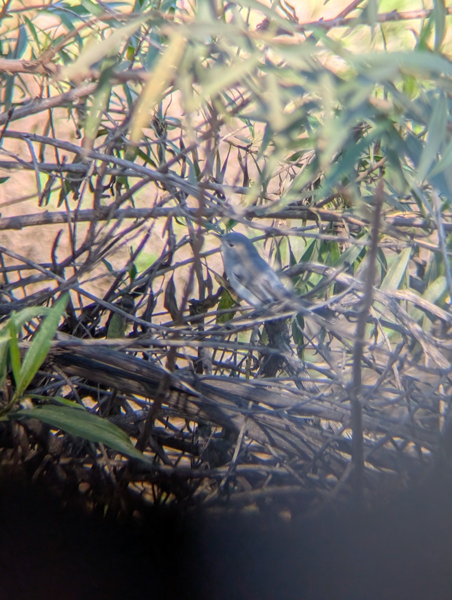 Blue-gray Gnatcatcher - ML645906488