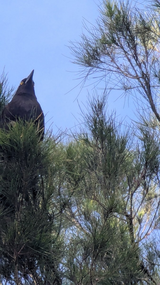 Pied Currawong - ML645906490