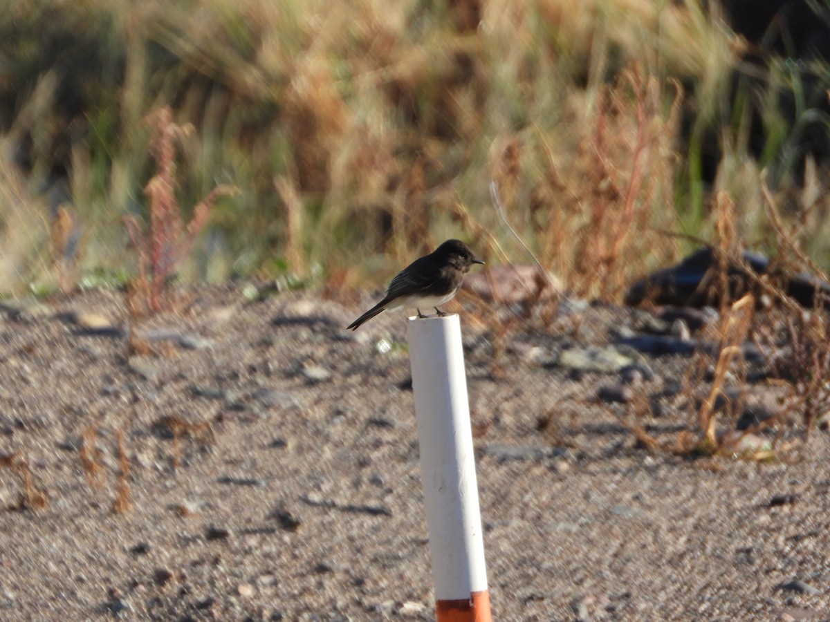 Black Phoebe - ML645906505