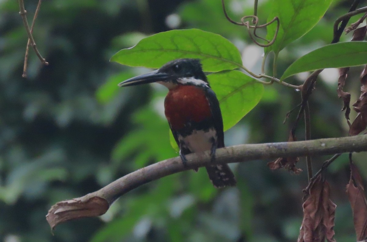 Амазонская крачка - ML645906507