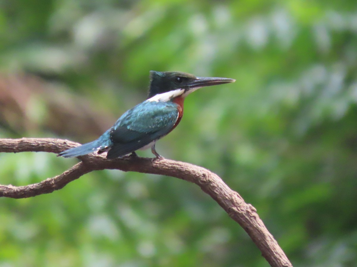 Амазонская крачка - ML645906508