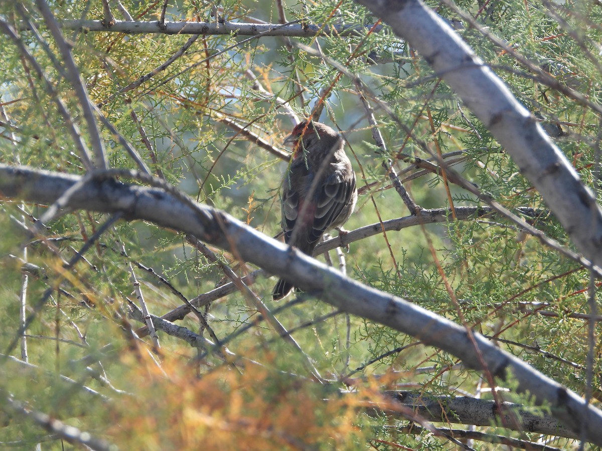 House Finch - ML645906509