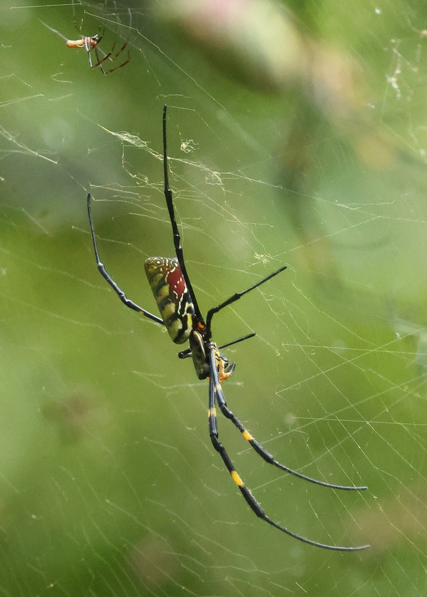 Arachnids - ML645906512