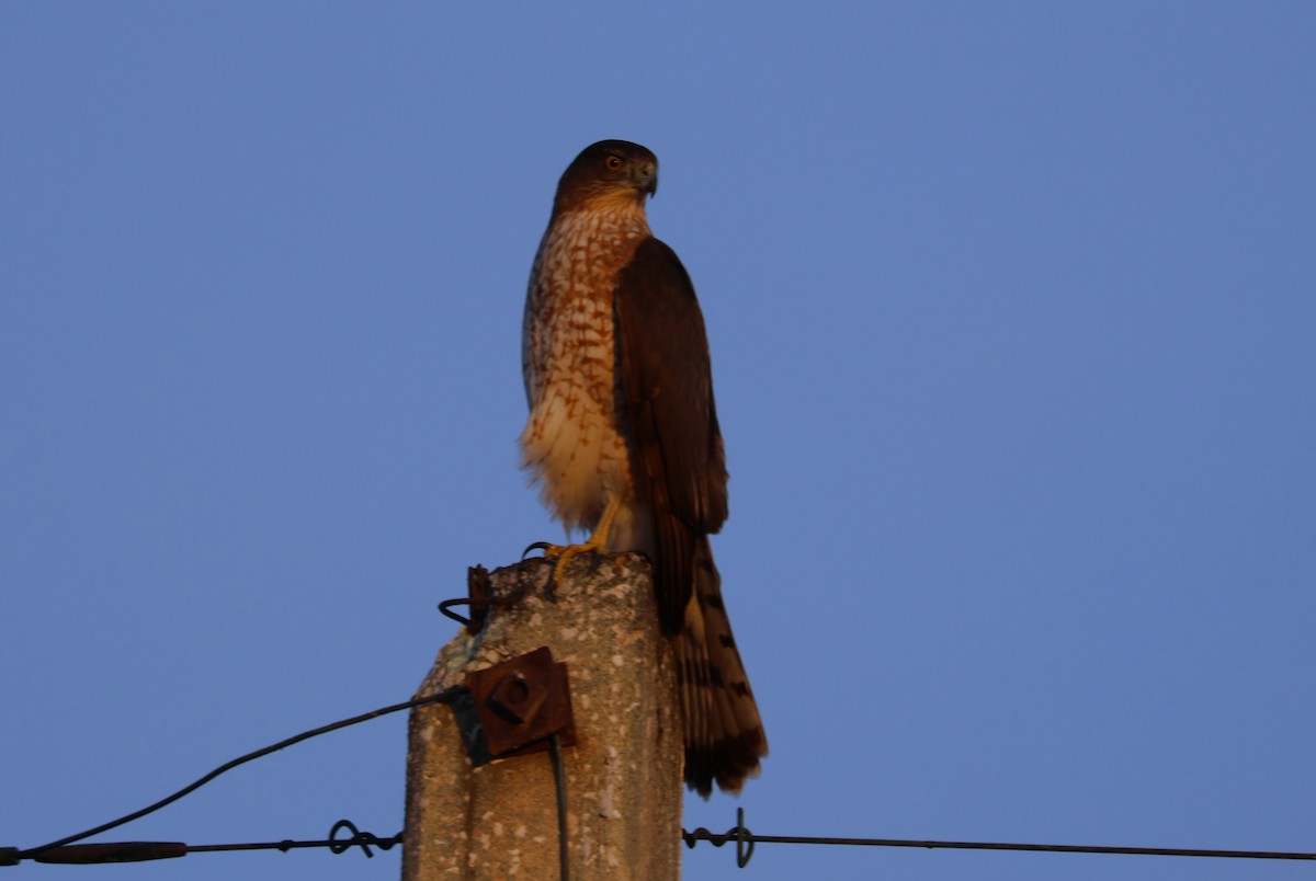 Cooper's Hawk - ML645906513