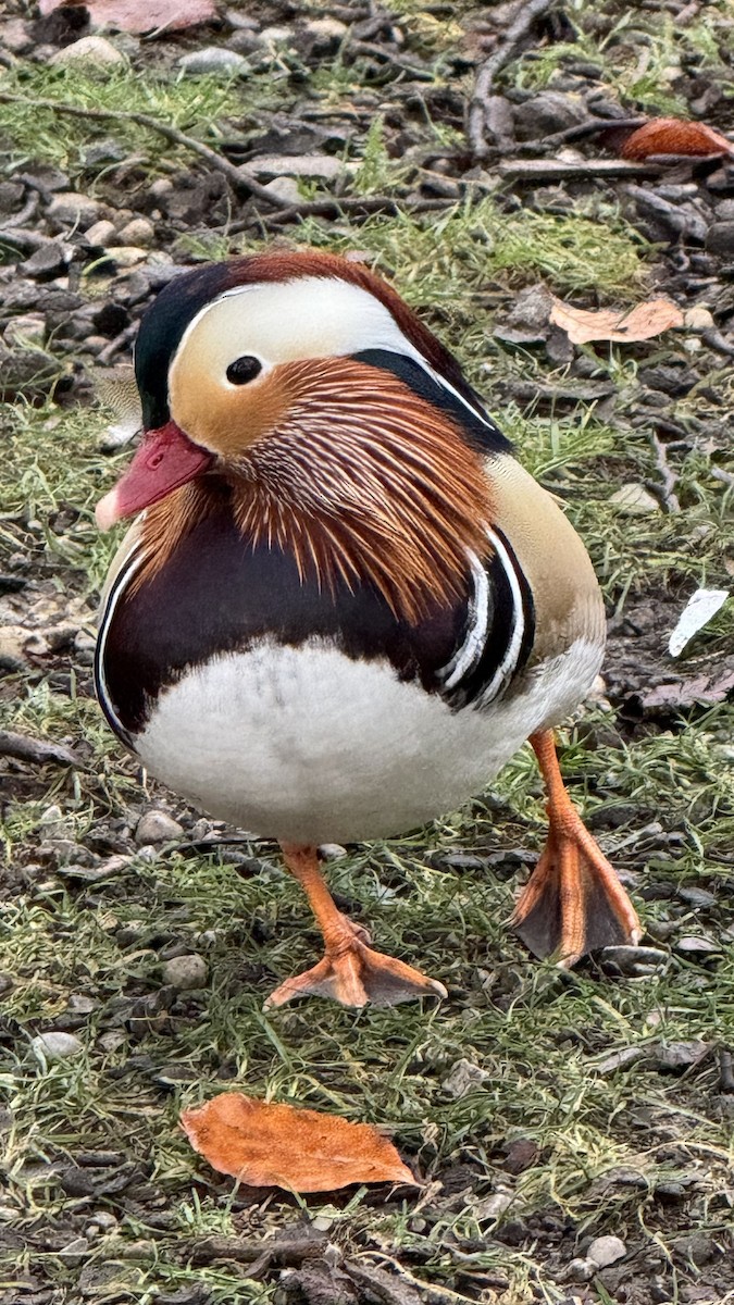Mandarin Duck - ML645906521
