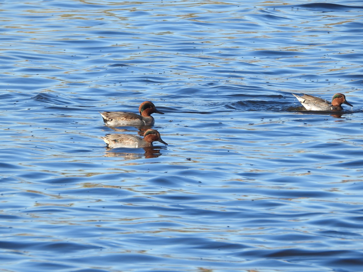 Green-winged Teal - ML645906522