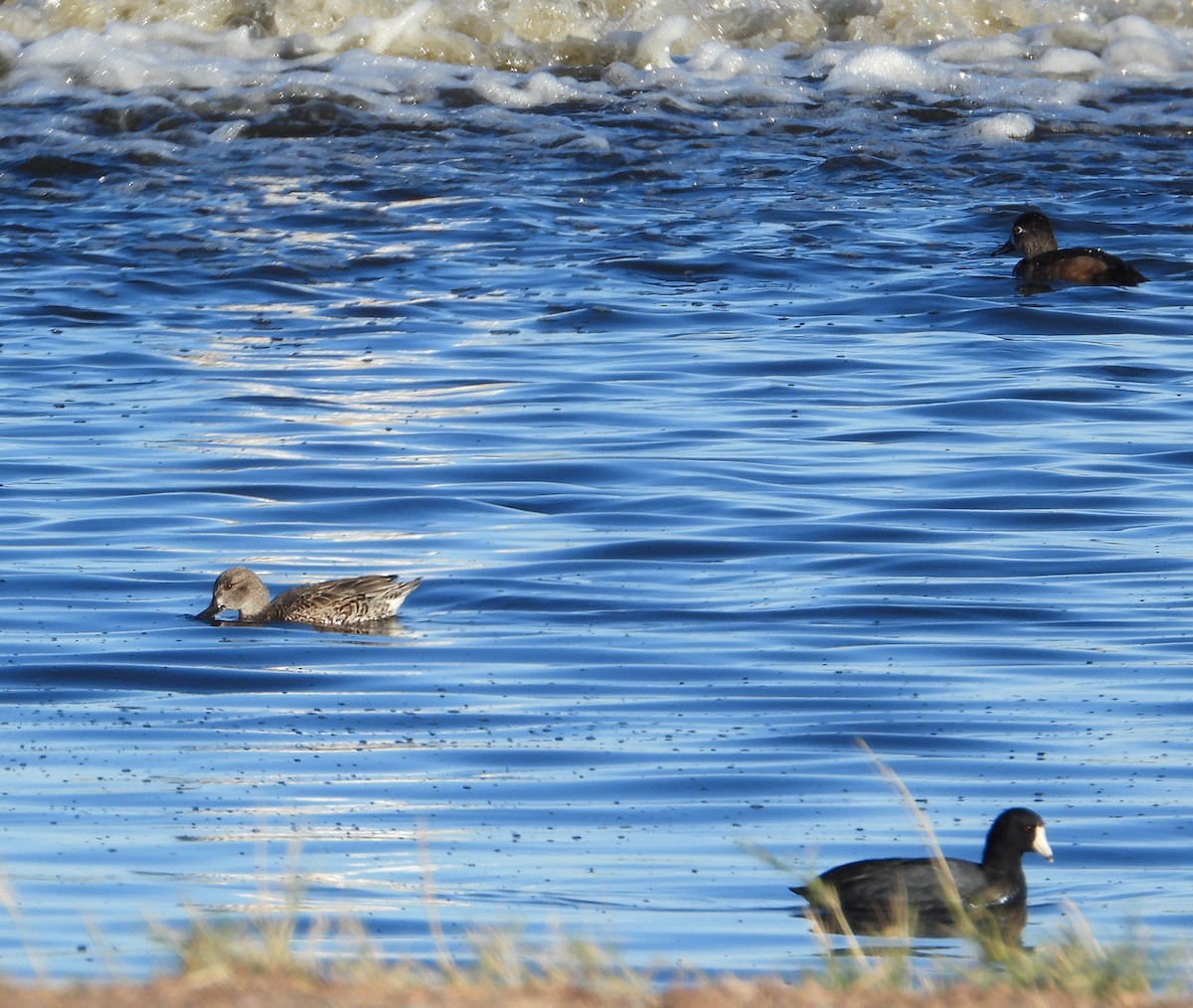 Green-winged Teal - ML645906523