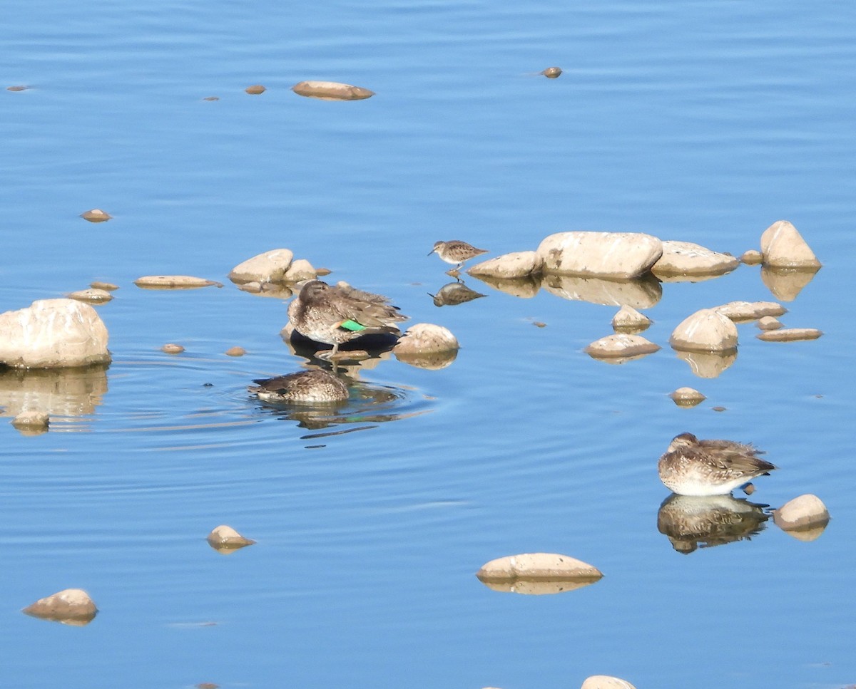 Green-winged Teal - ML645906524