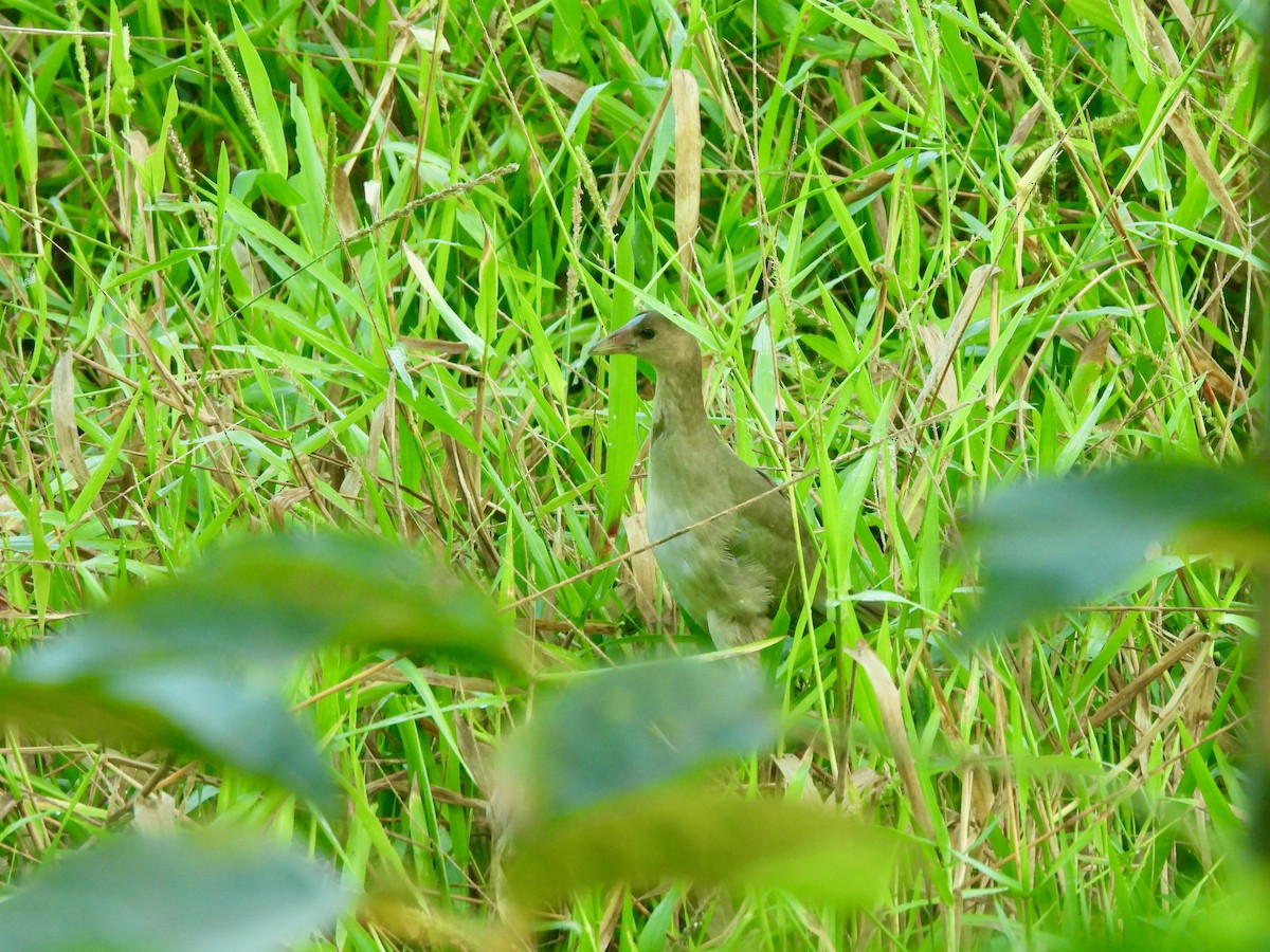 Purple Gallinule - ML645906525