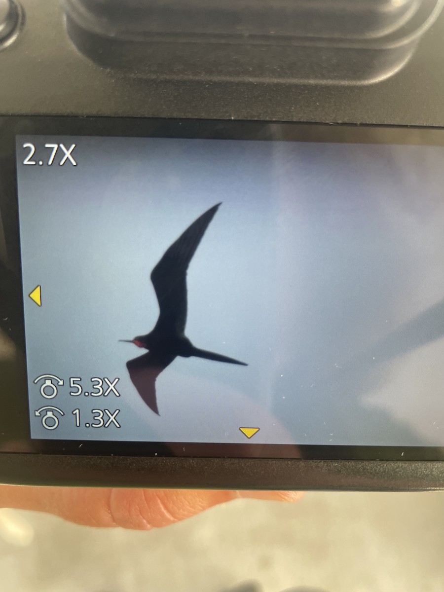 Magnificent Frigatebird - ML645906526