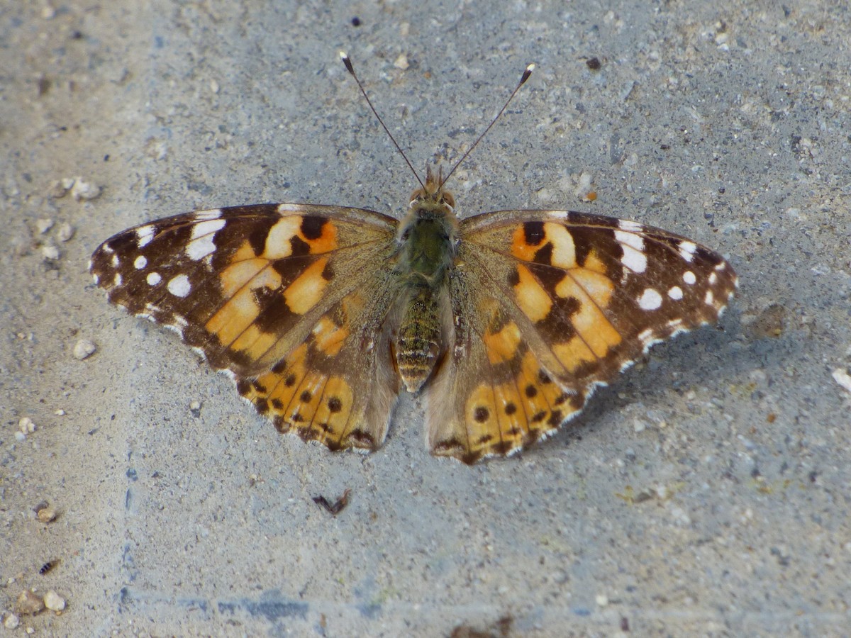 Painted Lady - ML645906527