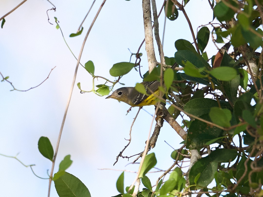 Magnolia Warbler - ML645906529