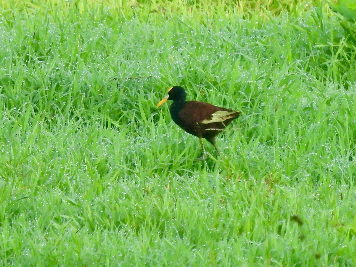 Northern Jacana - ML645906535