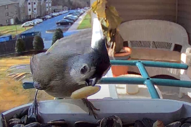 Tufted Titmouse - ML645906540