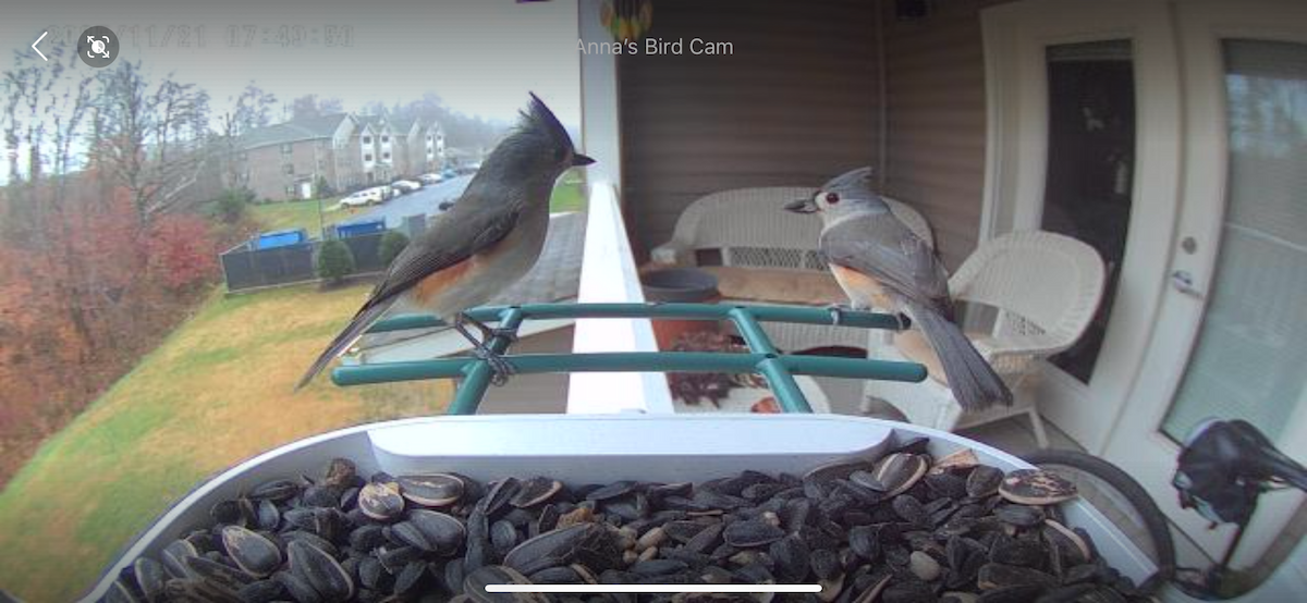 Tufted Titmouse - ML645906541