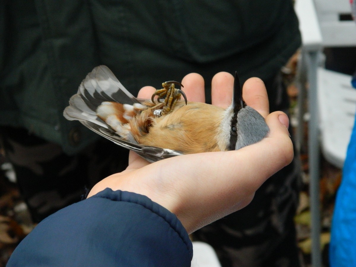 Eurasian Nuthatch - ML645906543