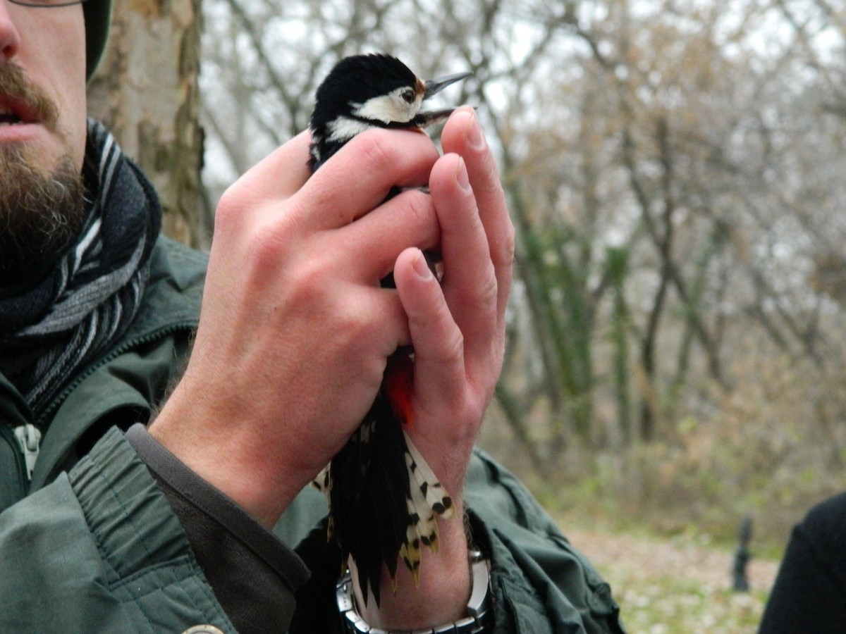 Great Spotted Woodpecker - ML645906544