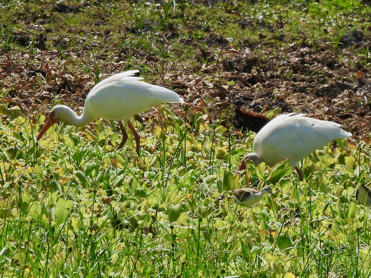 White Ibis - ML645906545