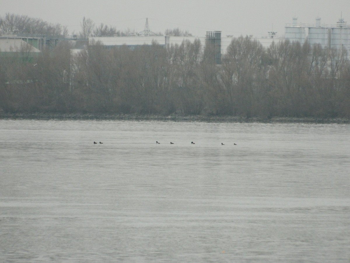 Tufted Duck - ML645906546