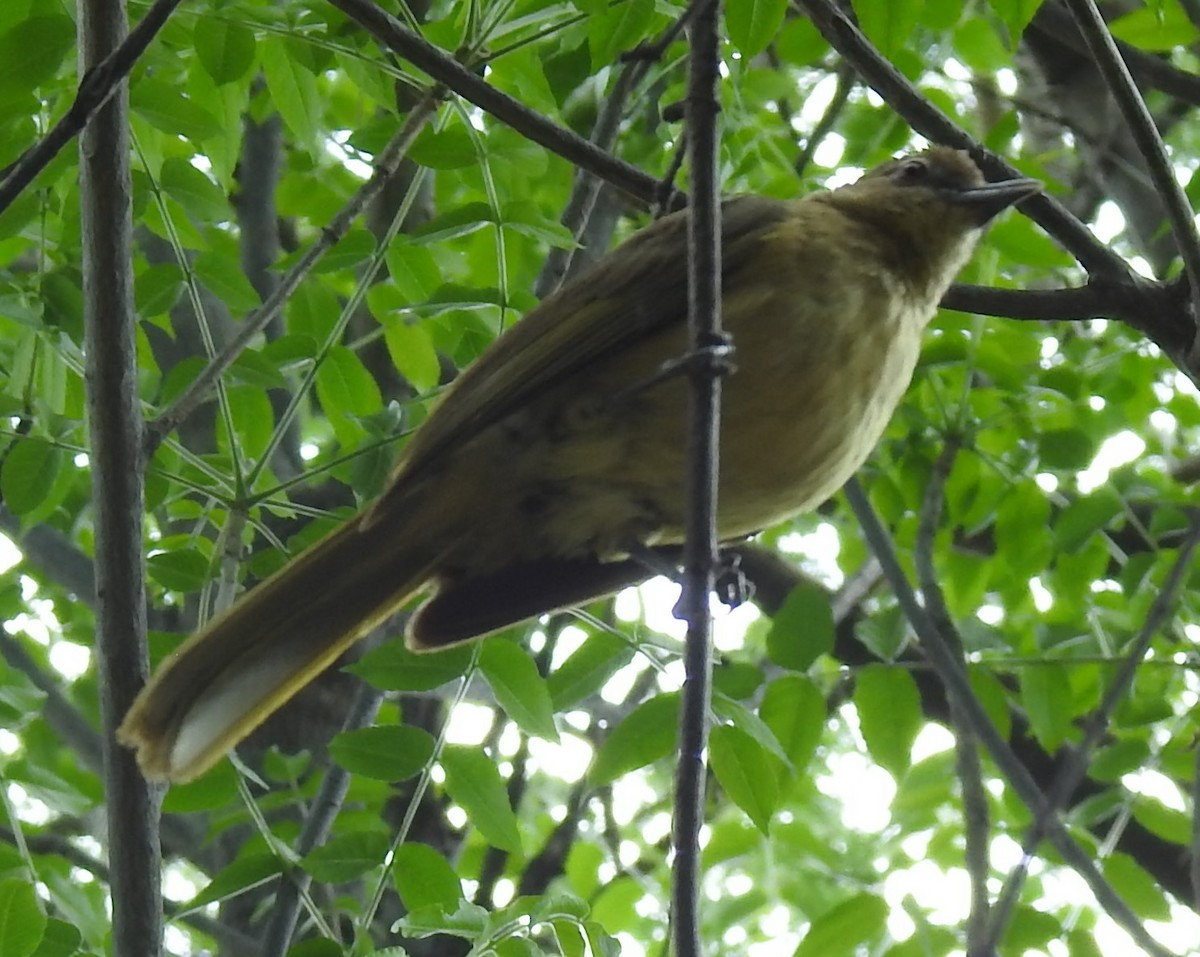 passerine sp. - ML645906547