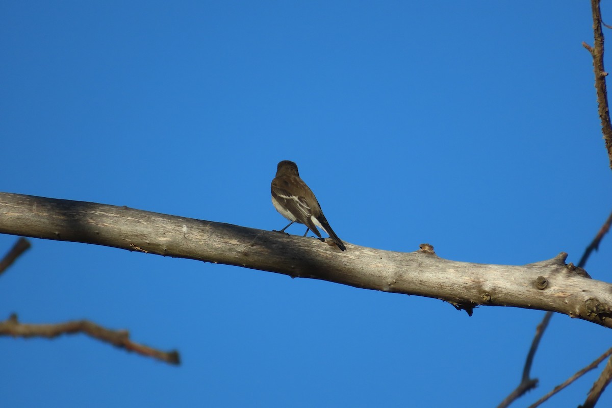 European Pied Flycatcher - ML645906549