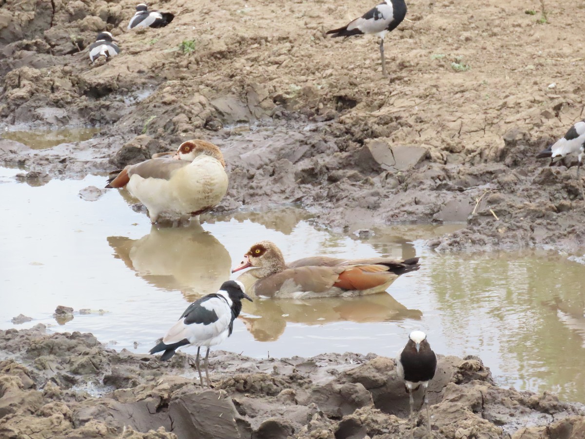 Egyptian Goose - ML645906550