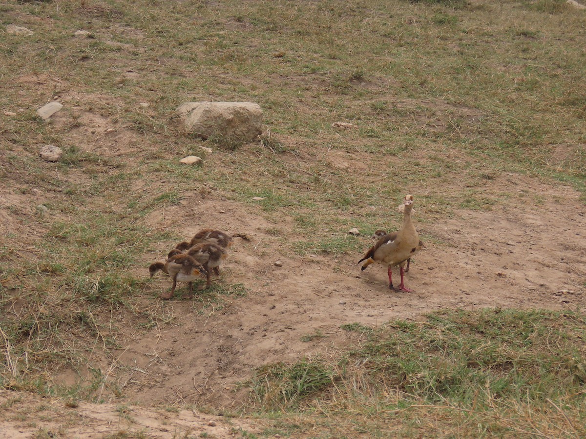 Egyptian Goose - ML645906551
