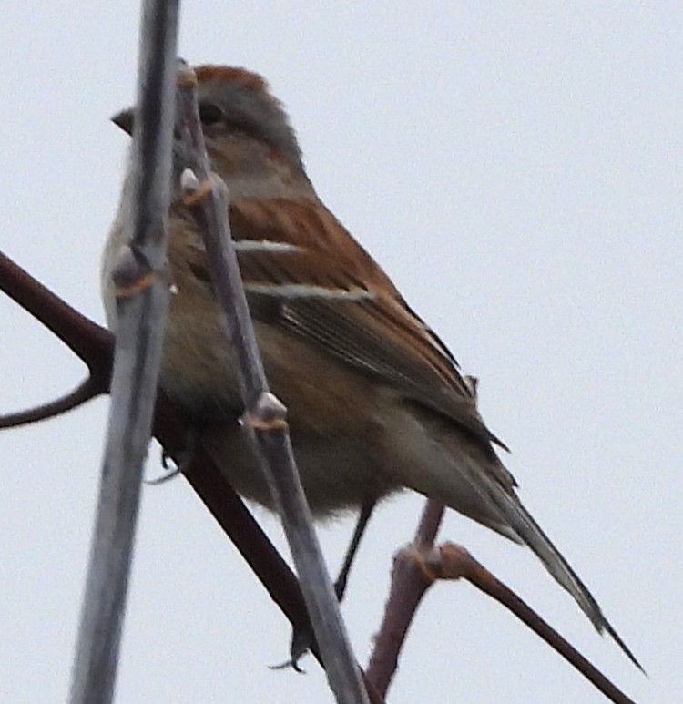 American Tree Sparrow - ML645906552