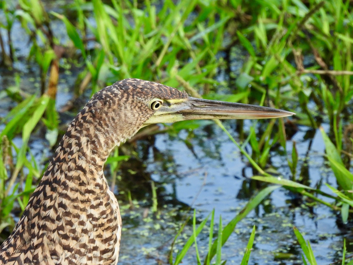 Bare-throated Tiger-Heron - ML645906554