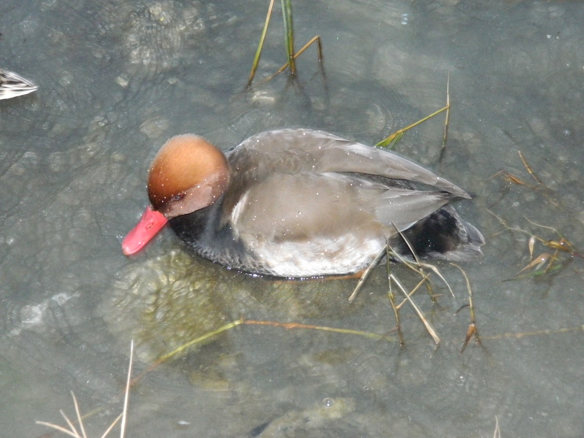 Red-crested Pochard - ML645906555