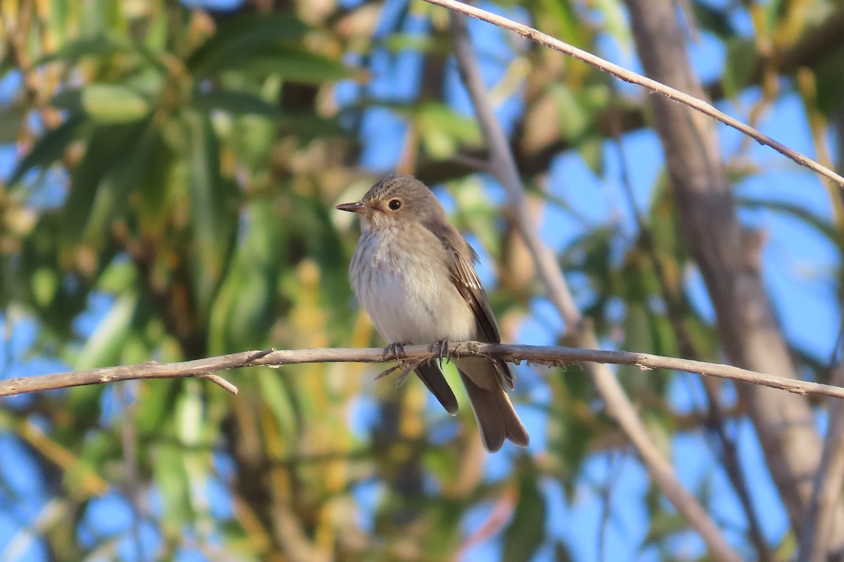 Spotted Flycatcher - ML645906557