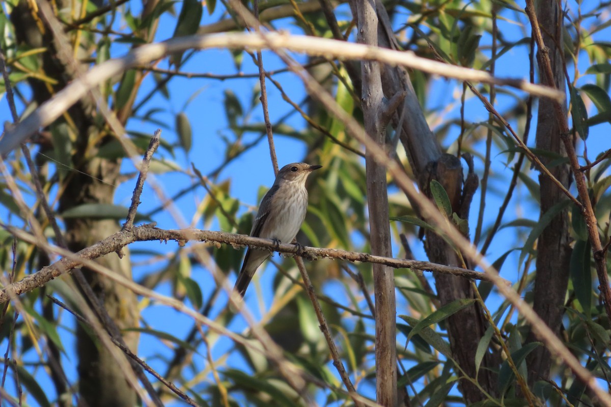 Spotted Flycatcher - ML645906559
