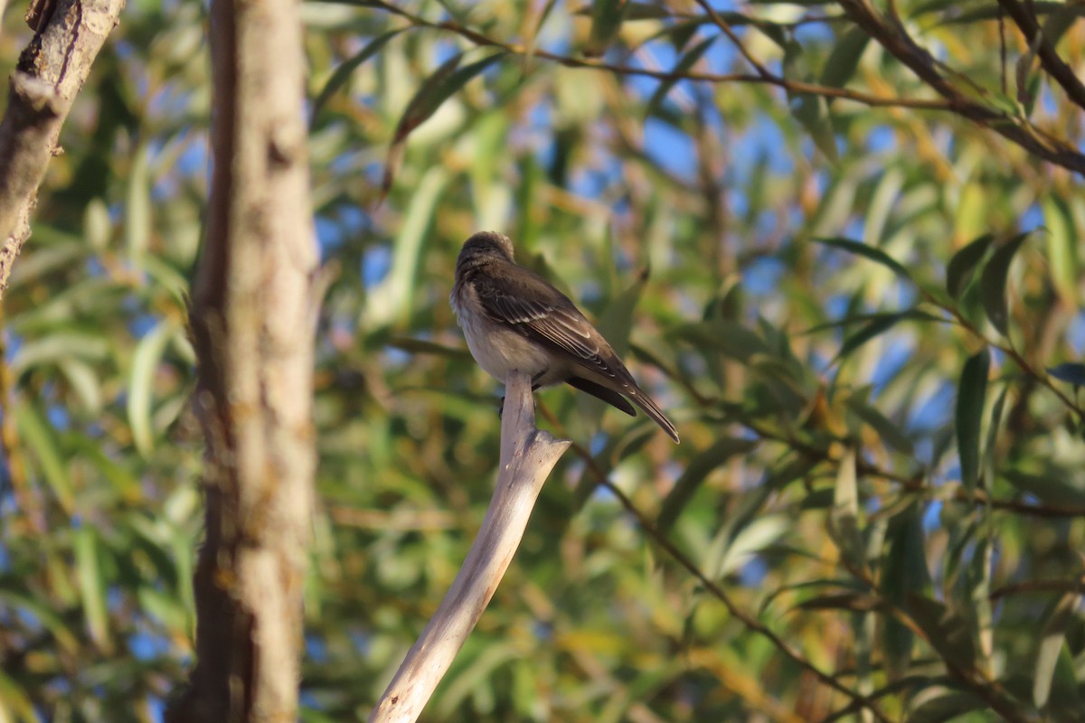 Spotted Flycatcher - ML645906560