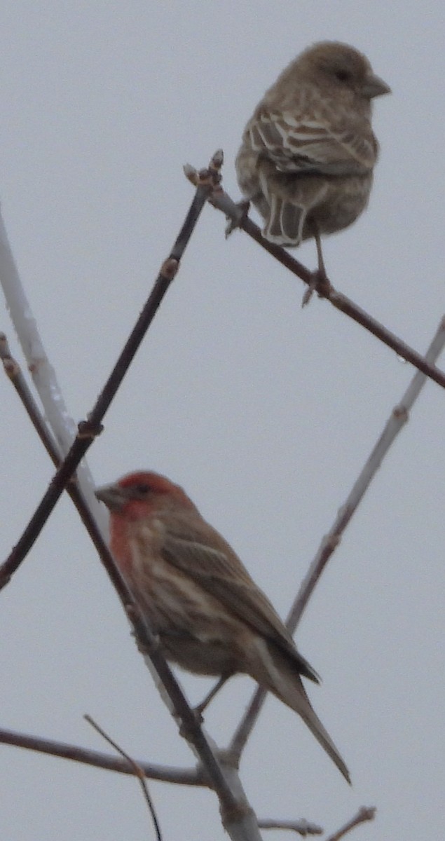 House Finch - ML645906561