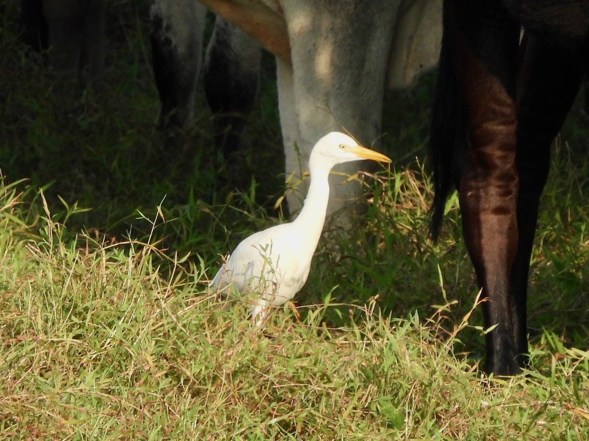 Western Cattle-Egret - ML645906563