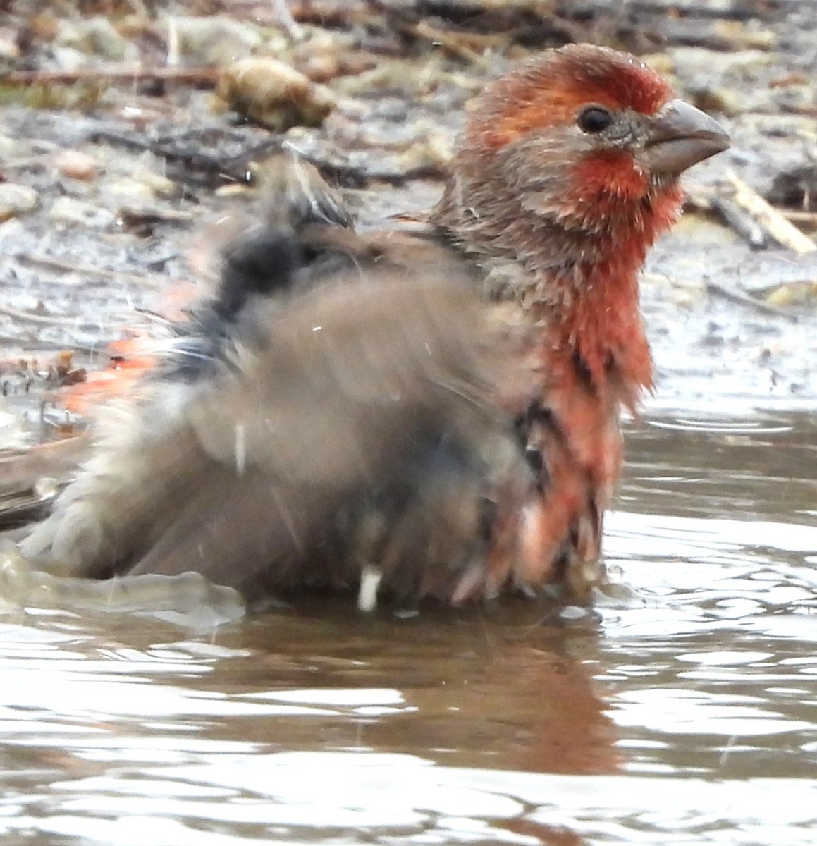 House Finch - ML645906564