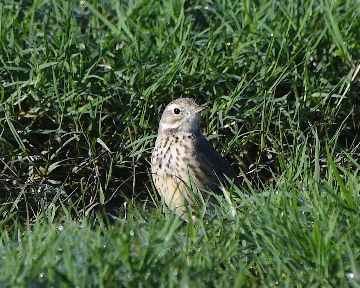 American Pipit - ML645906565