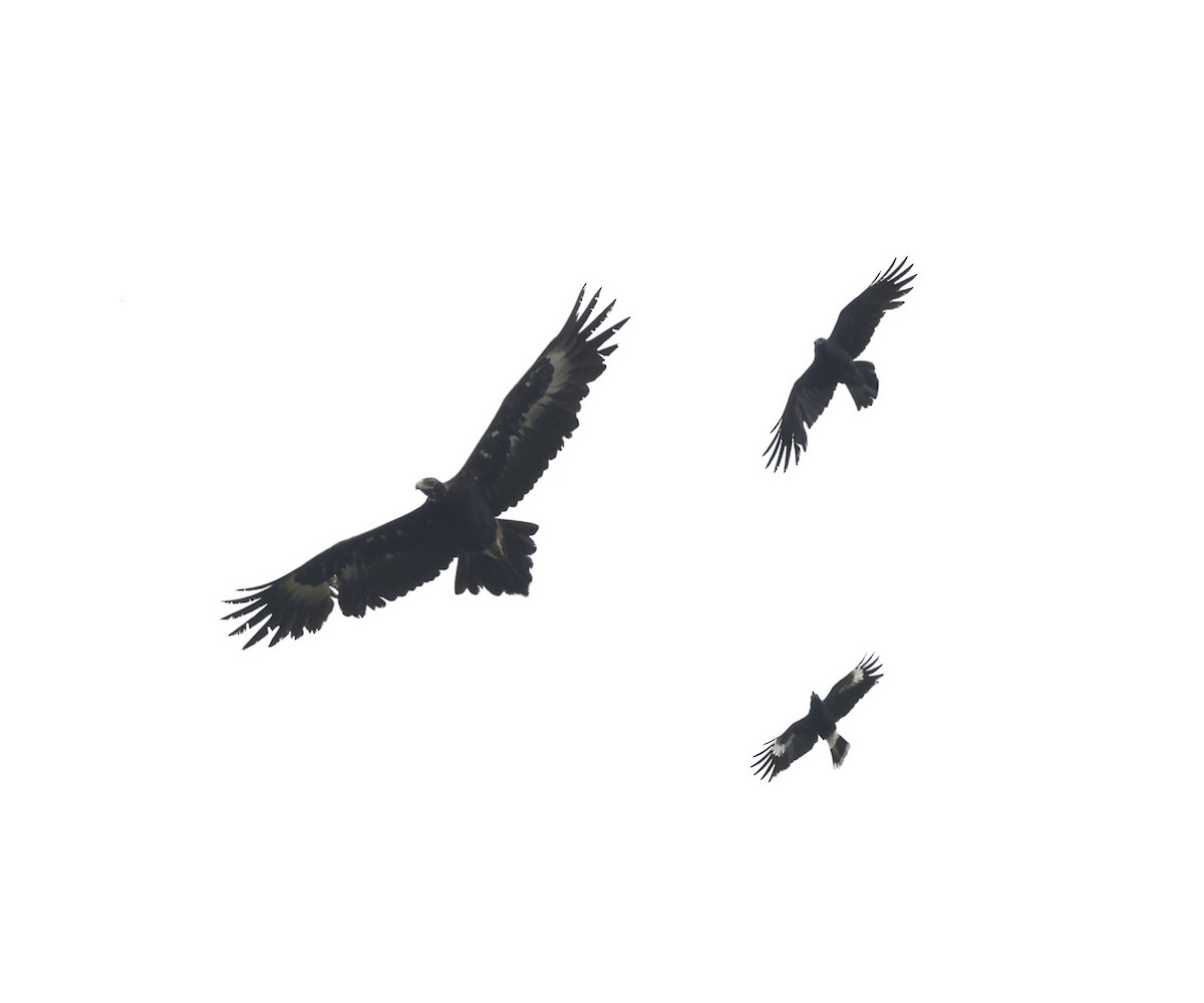 Wedge-tailed Eagle - ML645906566