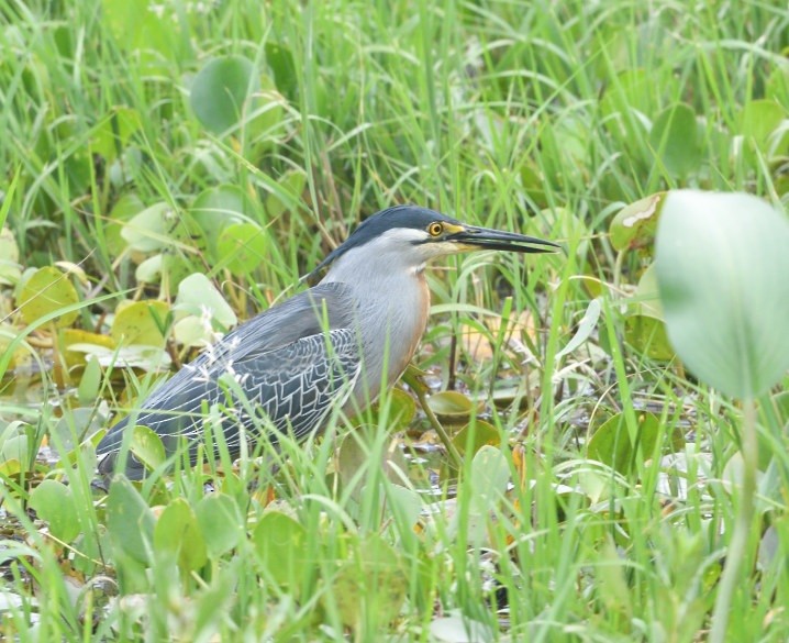 Striated Heron - ML645906567