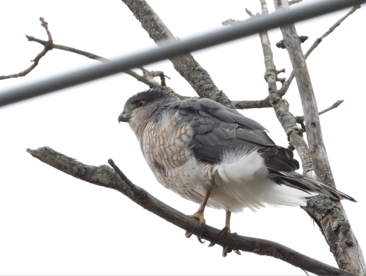 Sharp-shinned Hawk - ML645906569