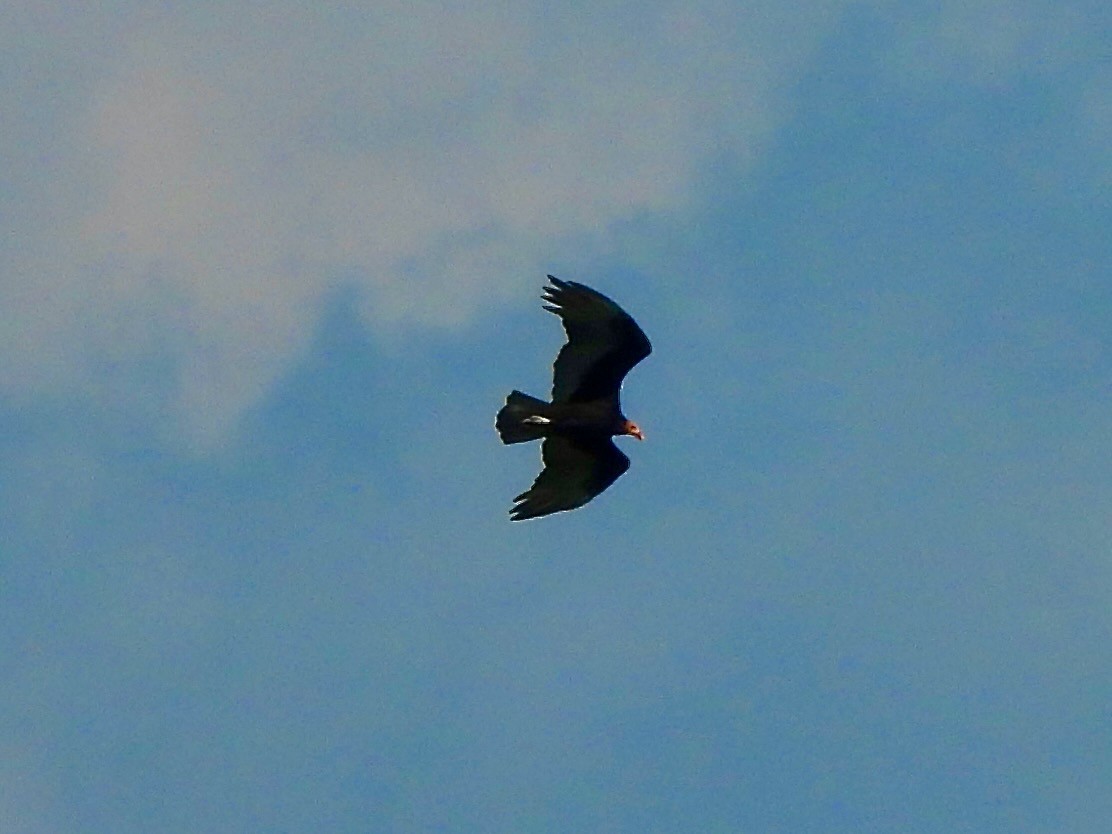 Lesser Yellow-headed Vulture - ML645906570