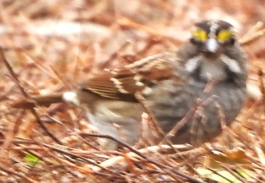 White-throated Sparrow - ML645906571