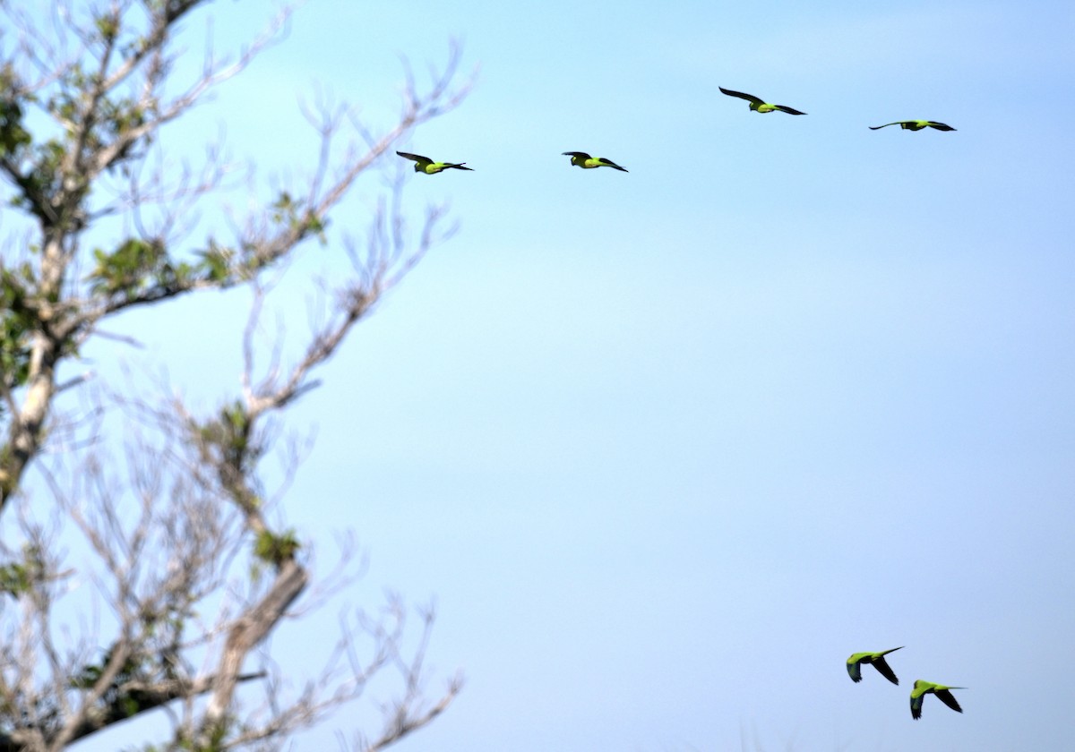 Nanday Parakeet - ML645906572