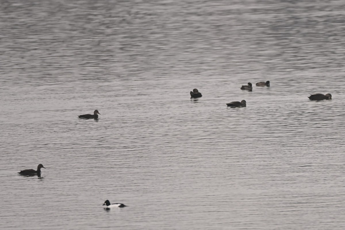 American Black Duck - ML645906573