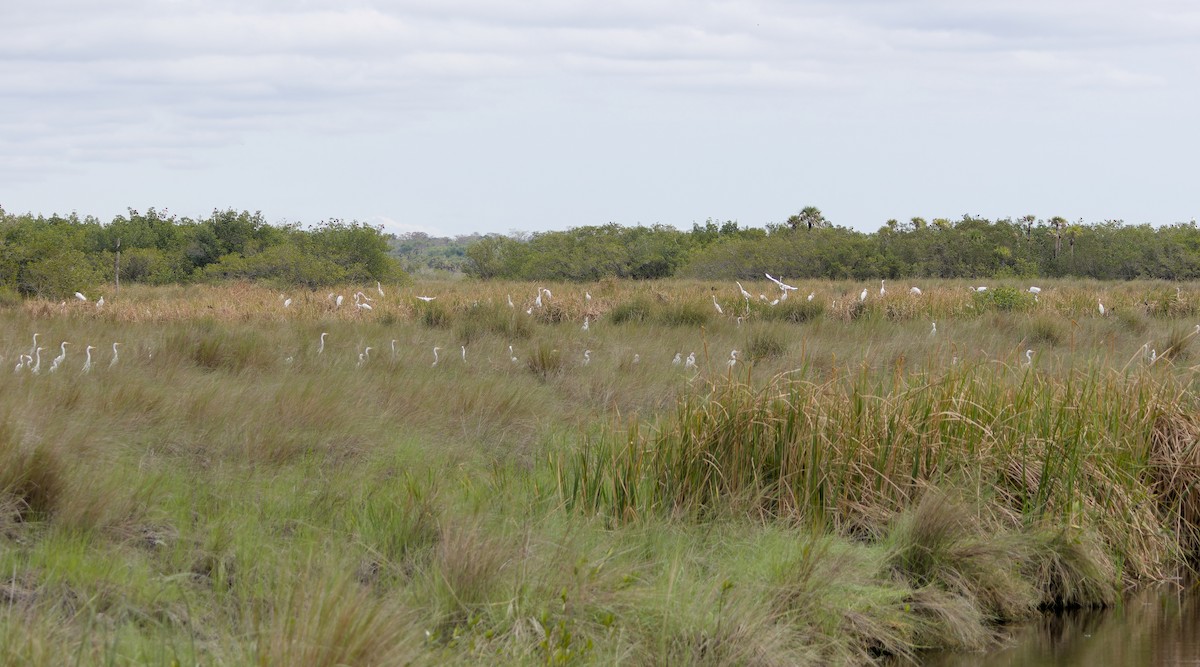 Great Egret - ML645906583