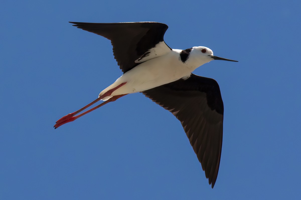 Pied Stilt - ML645906584