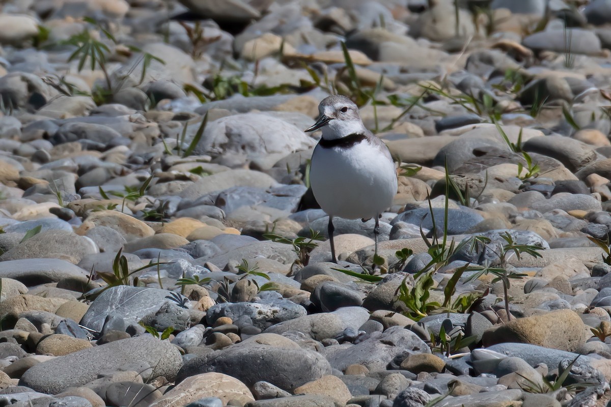 Wrybill - ML645906590