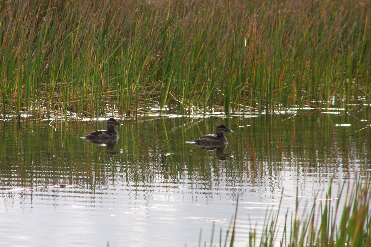 Schwarzkopf-Ruderente - ML645906592