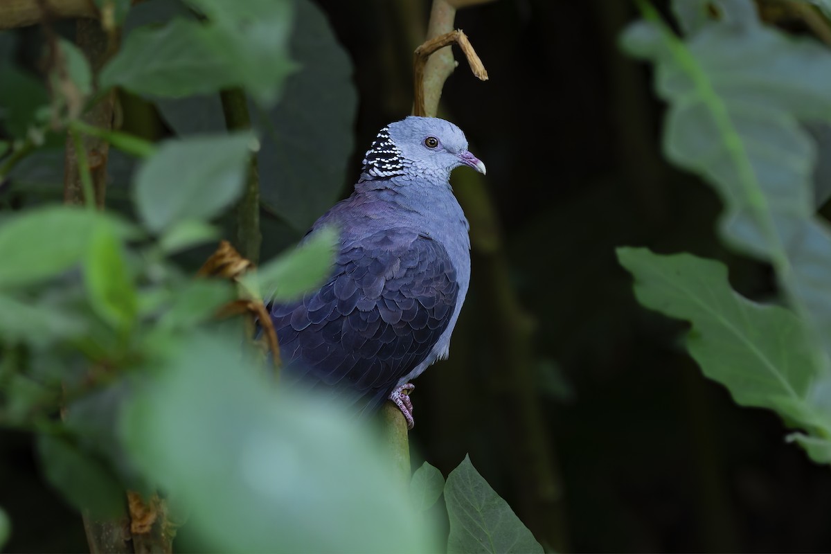 Nilgiri Wood-Pigeon - ML645906595